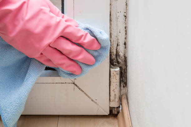Best Black Mold Remediation in Montz, LA